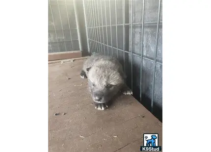 a hedgehog in a cage